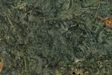 Polished Stromatolite (Alcheringa) Section - Billion Years #133047-1